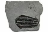 Calymene Niagarensis Trilobite Fossil - New York #357082-1